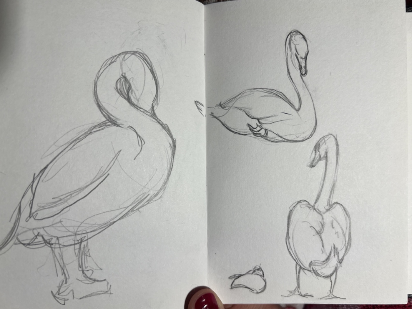Flamingo Gesture Studies